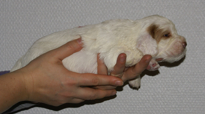 Vieno_Zorro_litter_nearly3weeks_GirlPink_c