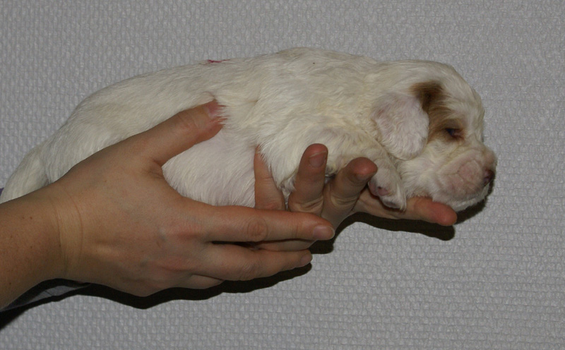 Vieno_Zorro_litter_nearly3weeks_GirlPink_d