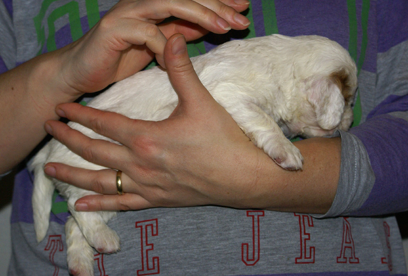 Vieno_Zorro_litter_nearly3weeks_GirlPink_e