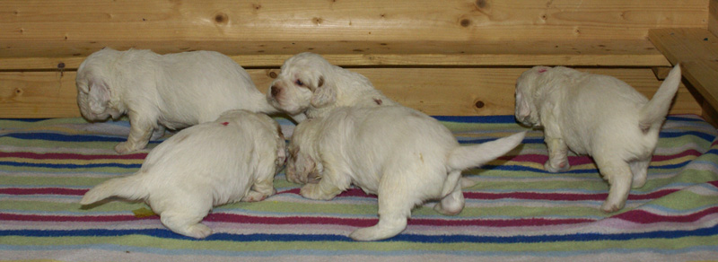 a_Vieno_Zorro_pups_nearly3weeks_a