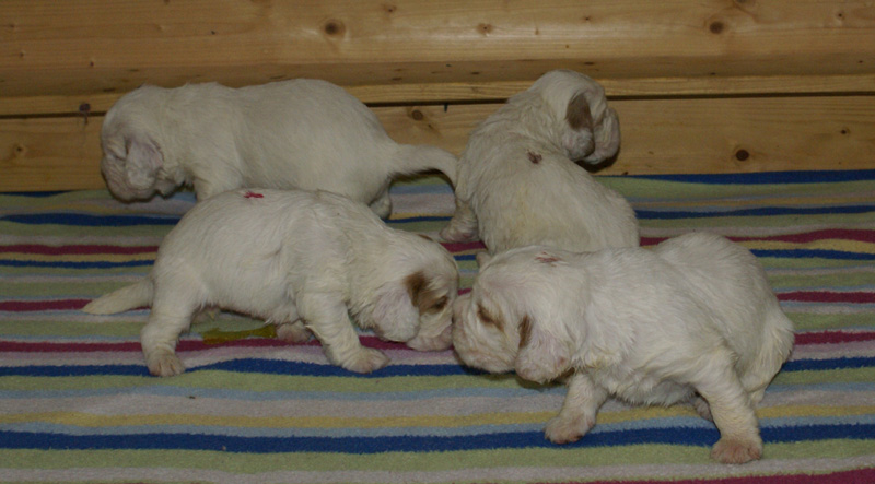 a_Vieno_Zorro_pups_nearly3weeks_b