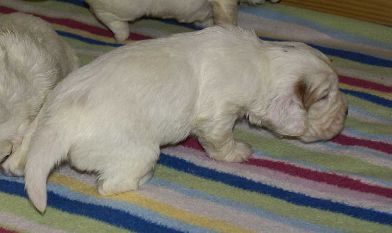 a_Vieno_Zorro_pups_nearly3weeks_c