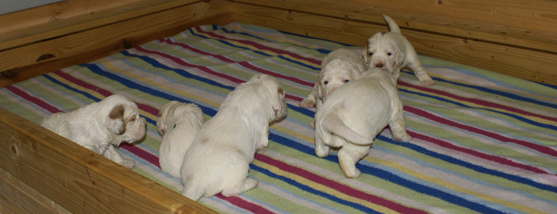 a_Vieno_Zorro_pups_nearly3weeks_d