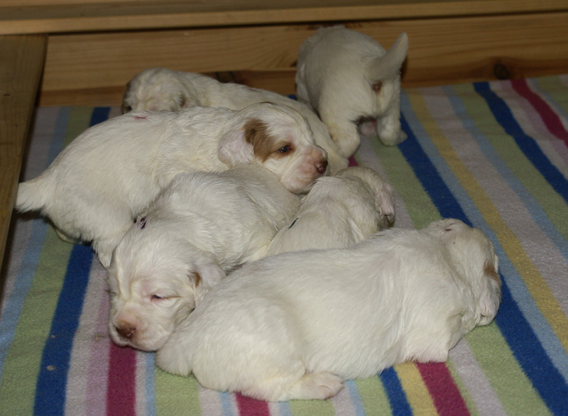 a_Vieno_Zorro_pups_nearly3weeks_f