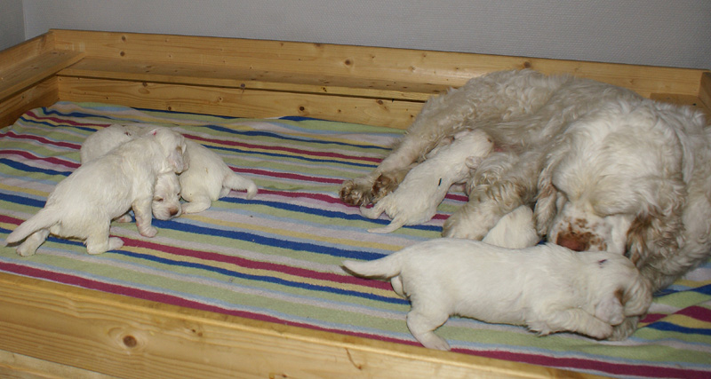 a_Vieno_Zorro_pups_nearly3weeks_i