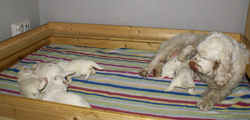 a_Vieno_Zorro_pups_nearly3weeks_j