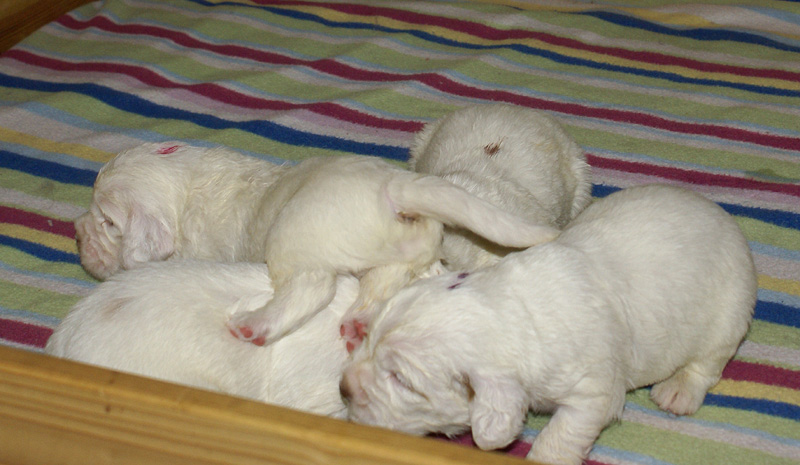 a_Vieno_Zorro_pups_nearly3weeks_k