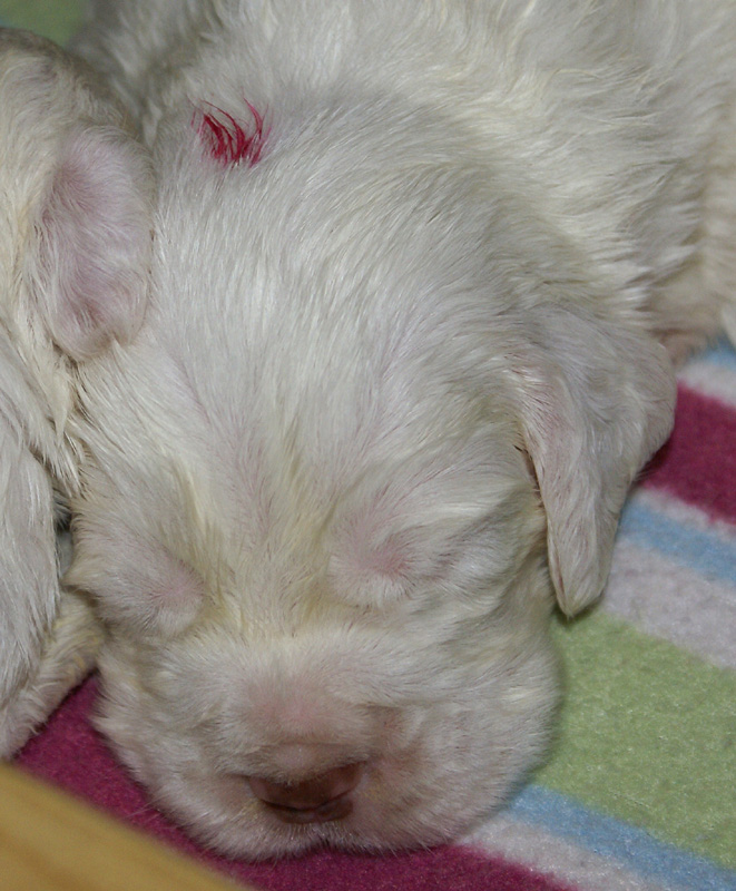 a_Vieno_Zorro_pups_nearly3weeks_l