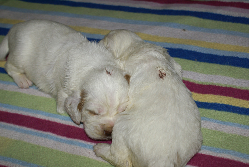 a_Vieno_Zorro_pups_nearly3weeks_m