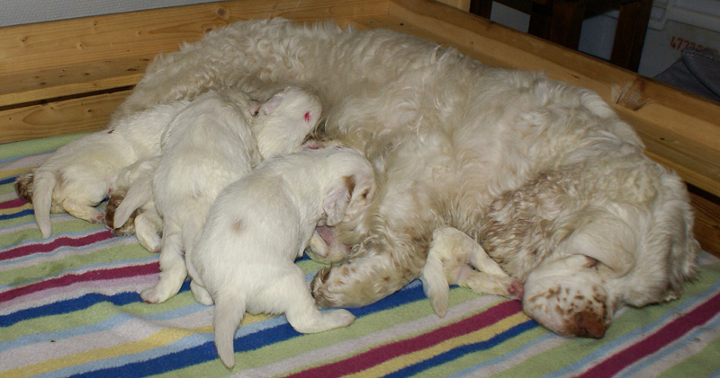 a_Vieno_Zorro_pups_nearly3weeks_n