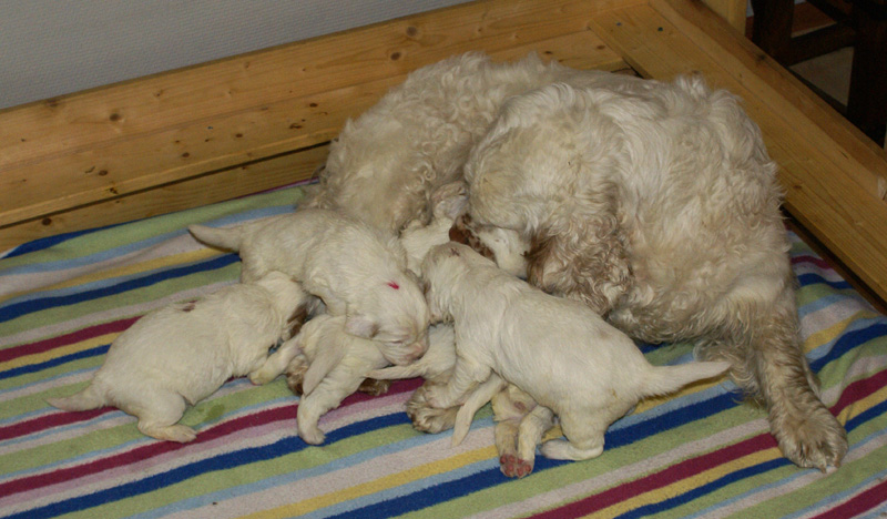 a_Vieno_Zorro_pups_nearly3weeks_o