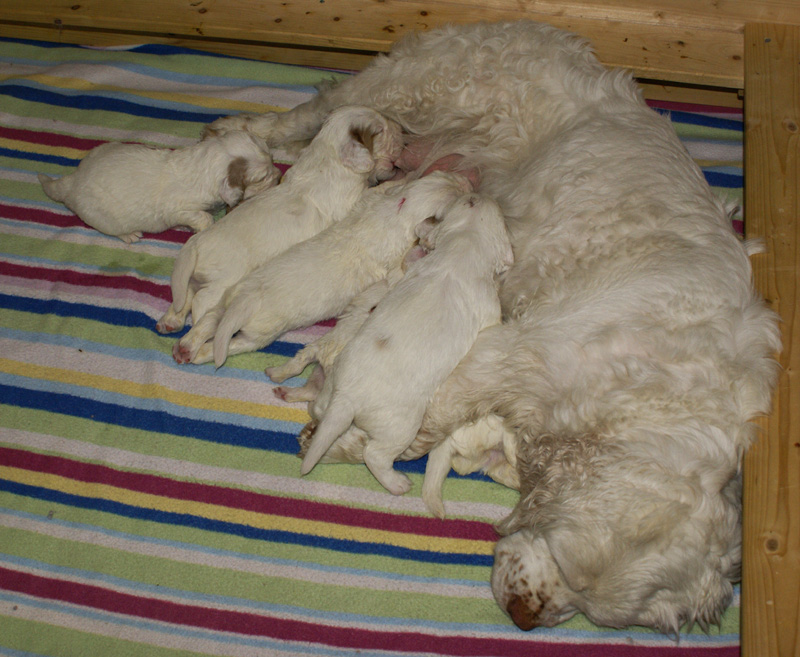 a_Vieno_Zorro_pups_nearly3weeks_p