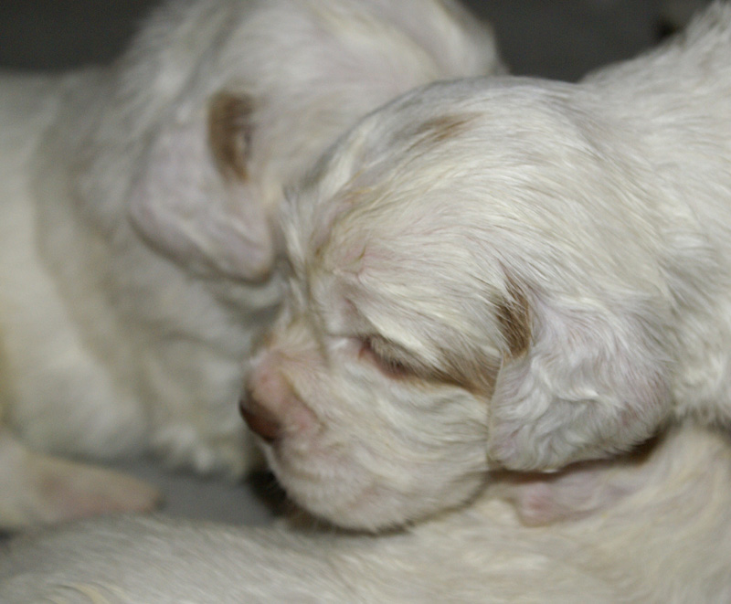 a_Vieno_Zorro_pups_nearly3weeks_s