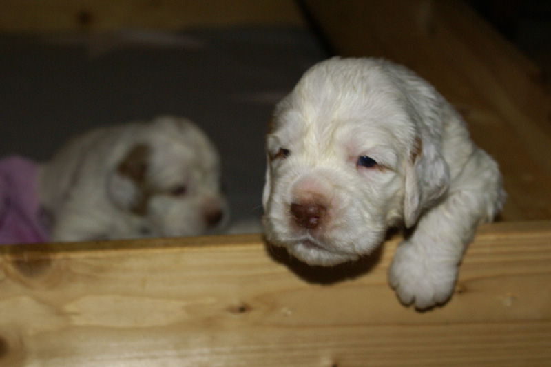 a_Vieno_Zorro_pups_nearly3weeks_u