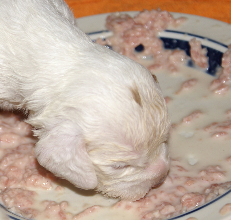 a_Vieno_Zorro_pups_nearly3weeks_uu