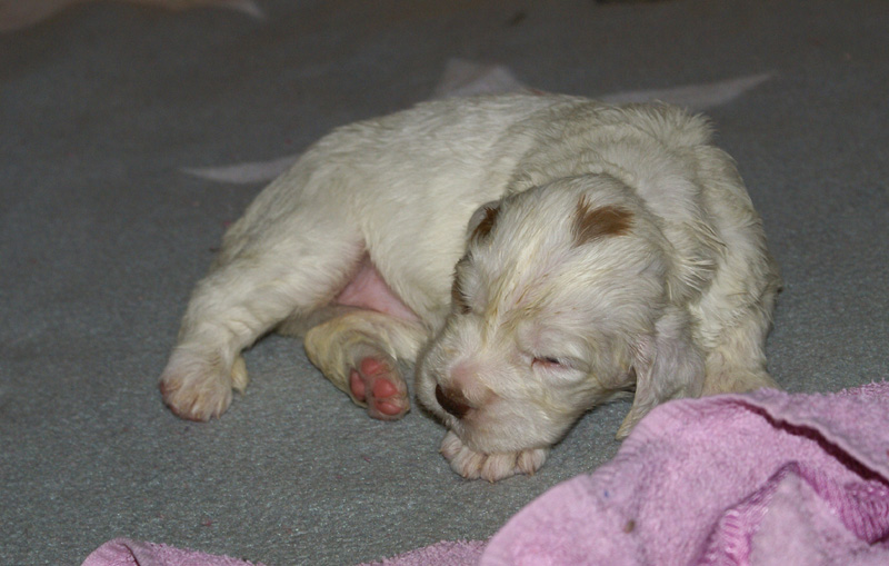 a_Vieno_Zorro_pups_nearly3weeks_v