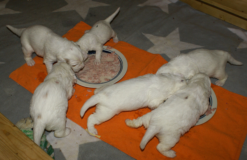 a_Vieno_Zorro_pups_nearly3weeks_vv