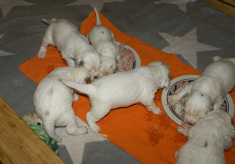 a_Vieno_Zorro_pups_nearly3weeks_ww