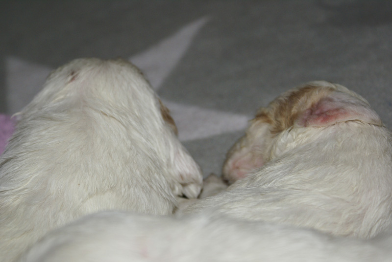 a_Vieno_Zorro_pups_nearly3weeks_x