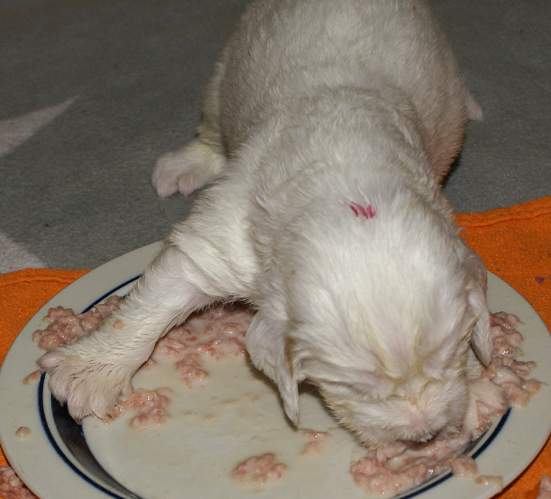 a_Vieno_Zorro_pups_nearly3weeks_yyy