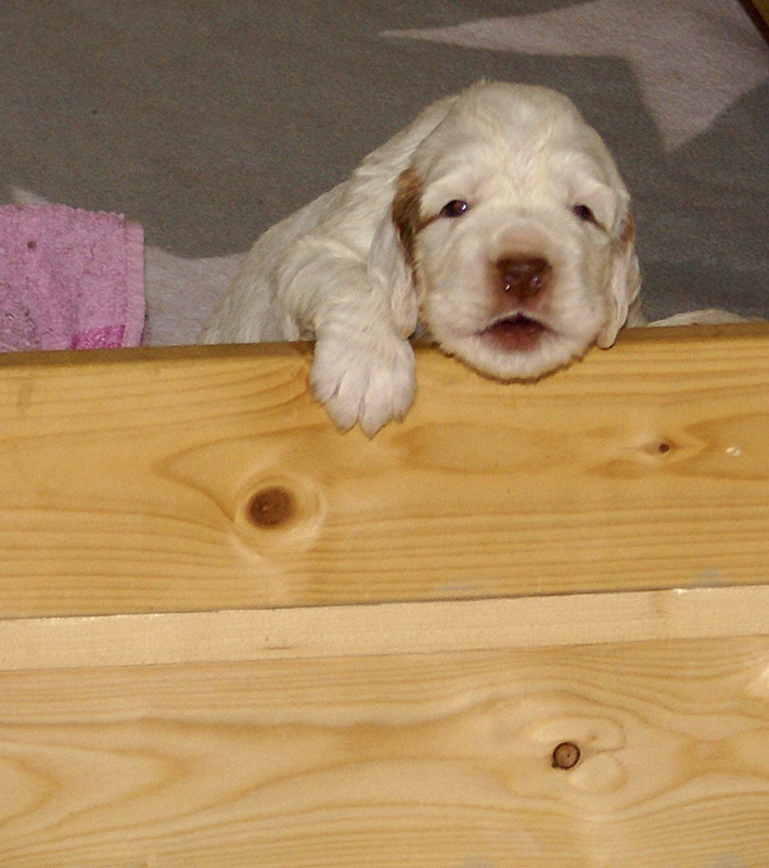 a_Vieno_Zorro_pups_nearly3weeks_z