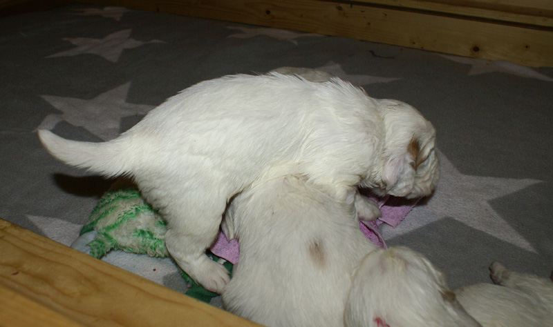 a_Vieno_Zorro_pups_nearly3weeks_zz