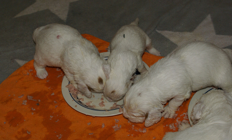 a_Vieno_Zorro_pups_nearly3weeks_zzz