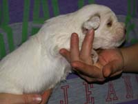 Vieno_Zorro_litter_nearly3weeks_BoyBronze_c