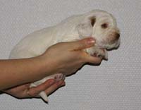 Vieno_Zorro_litter_nearly3weeks_BoyBronze_g