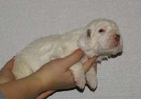 Vieno_Zorro_litter_nearly3weeks_BoyPink_b