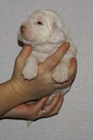 Vieno_Zorro_litter_nearly3weeks_BoyPink_d