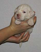 Vieno_Zorro_litter_nearly3weeks_BoyPink_e