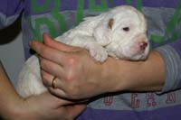 Vieno_Zorro_litter_nearly3weeks_BoyPink_h