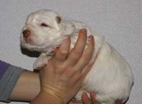 Vieno_Zorro_litter_nearly3weeks_BoyPurple_a