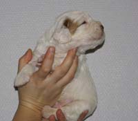 Vieno_Zorro_litter_nearly3weeks_BoyPurple_b