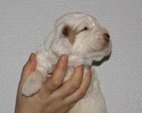 Vieno_Zorro_litter_nearly3weeks_BoyPurple_c