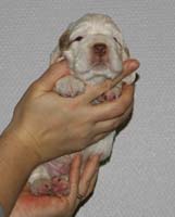 Vieno_Zorro_litter_nearly3weeks_BoyPurple_d