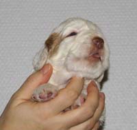 Vieno_Zorro_litter_nearly3weeks_BoyPurple_e