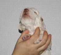 Vieno_Zorro_litter_nearly3weeks_BoyPurple_g