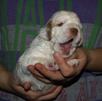 Vieno_Zorro_litter_nearly3weeks_GirlBronze_a