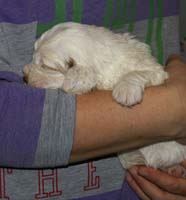 Vieno_Zorro_litter_nearly3weeks_GirlBronze_b