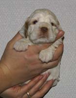 Vieno_Zorro_litter_nearly3weeks_GirlBronze_d