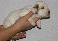 Vieno_Zorro_litter_nearly3weeks_GirlBronze_e