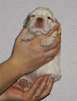 Vieno_Zorro_litter_nearly3weeks_GirlBronze_f