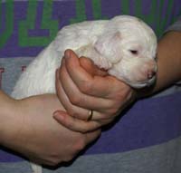 Vieno_Zorro_litter_nearly3weeks_GirlGreen_c