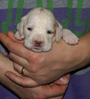 Vieno_Zorro_litter_nearly3weeks_GirlGreen_d