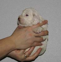 Vieno_Zorro_litter_nearly3weeks_GirlPink_a