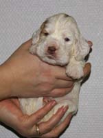 Vieno_Zorro_litter_nearly3weeks_GirlPink_b