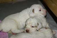 a_Vieno_Zorro_pups_nearly3weeks_t