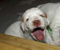 a_Vieno_Zorro_pups_nearly3weeks_y